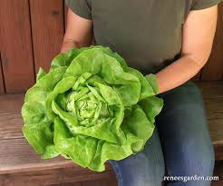 Butterhead Lettuce